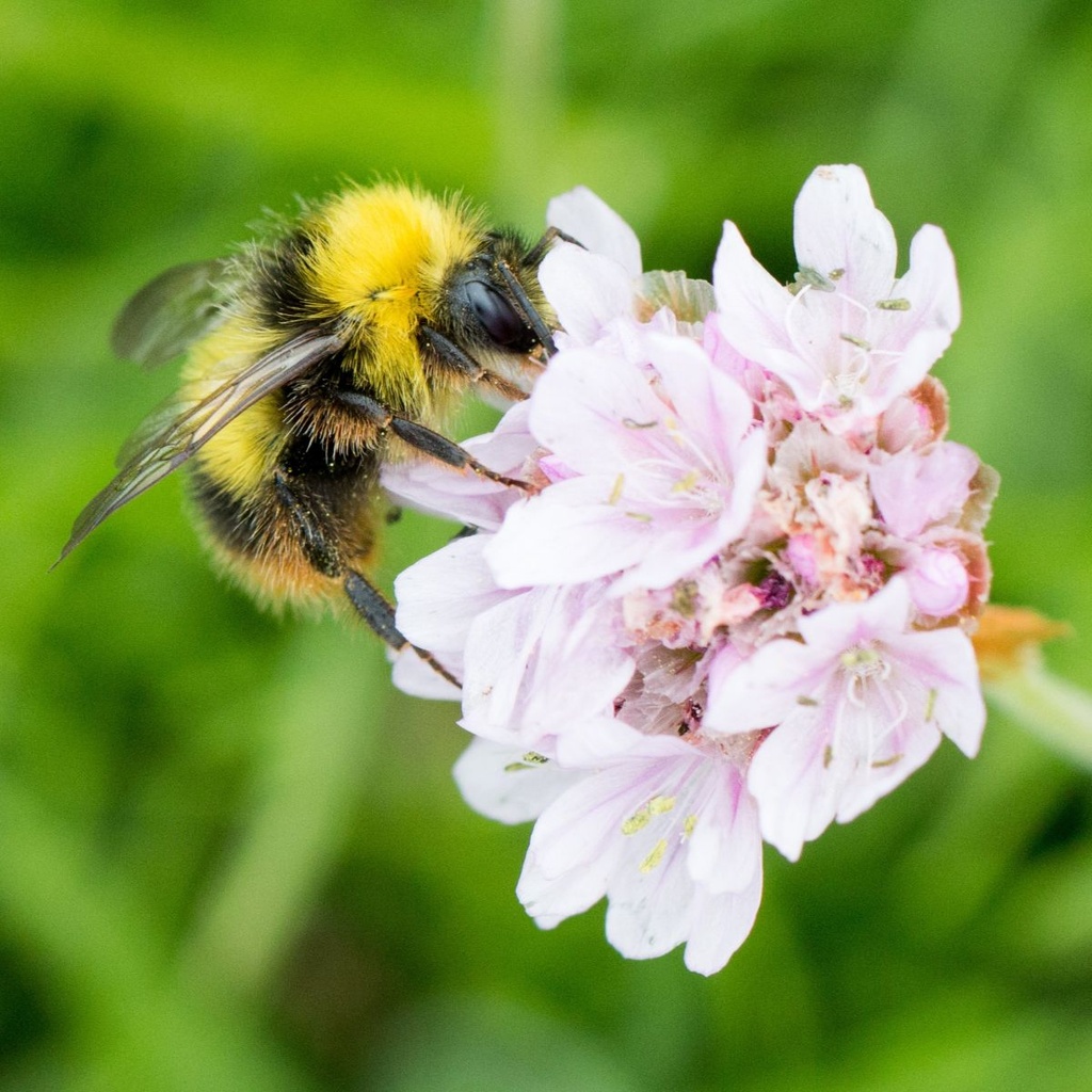 Armeria Maritima - BIO