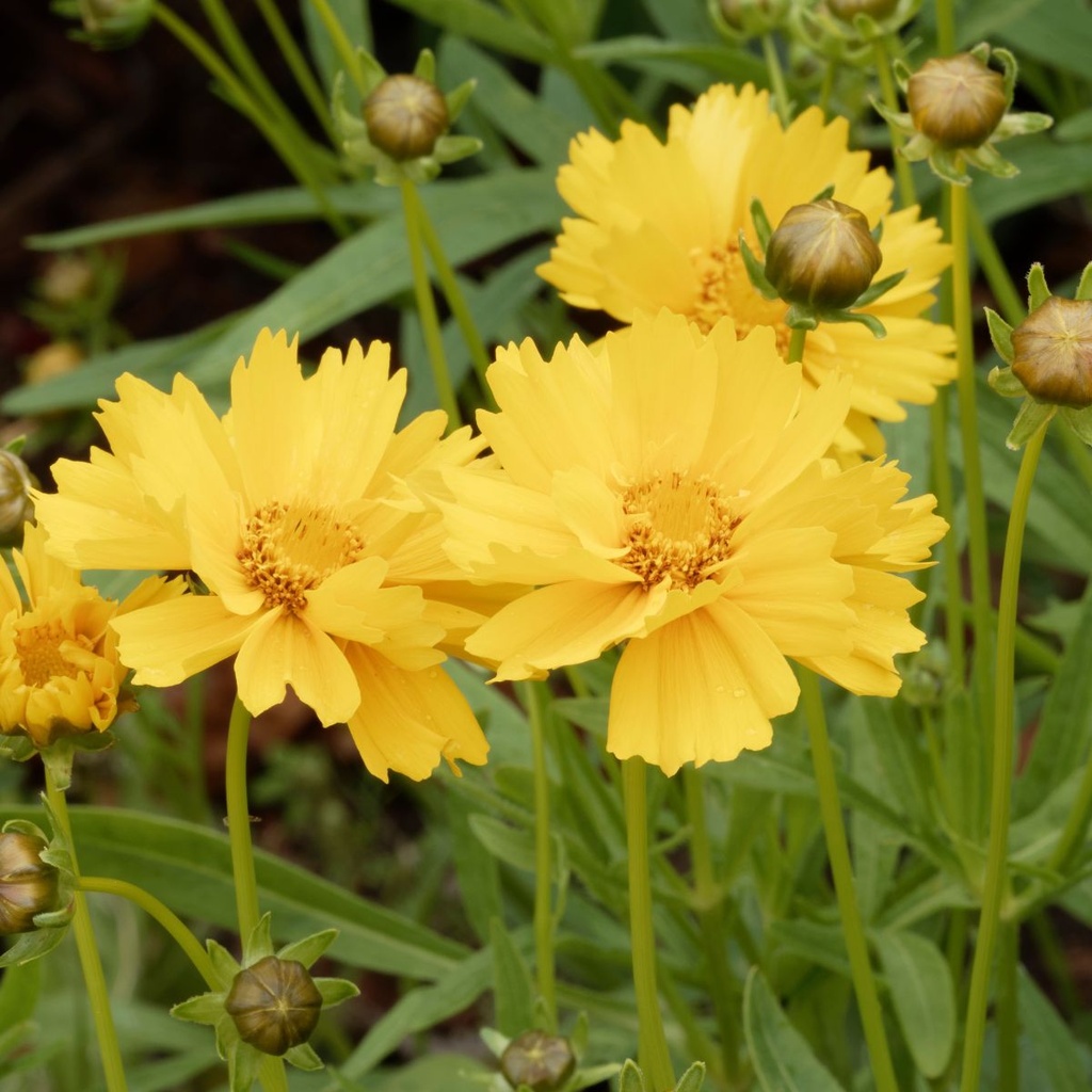 Coreopsis Grandiflora - BIO