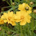 Coreopsis Grandiflora - BIO