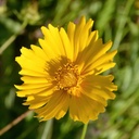 Coreopsis Grandiflora - BIO