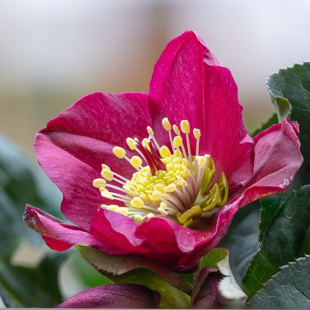 Helleborus Pretty Ellen Red - BIO