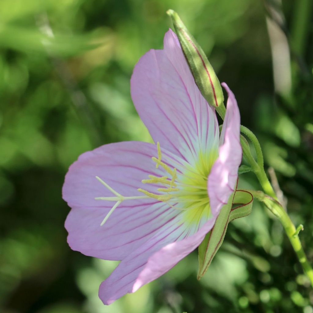 Oenothera speciosa Siskiyou - BIO