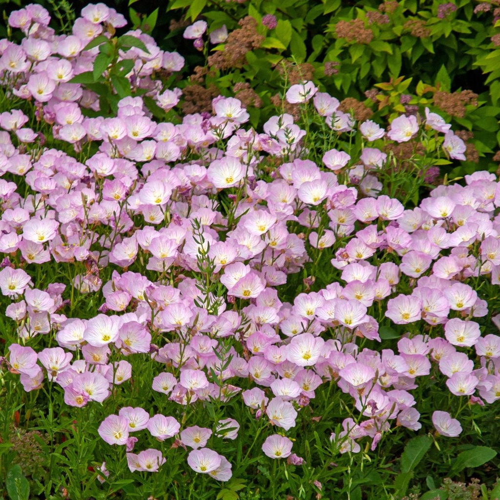 Oenothera speciosa Siskiyou - BIO