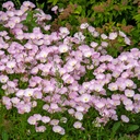 Oenothera speciosa Siskiyou - BIO