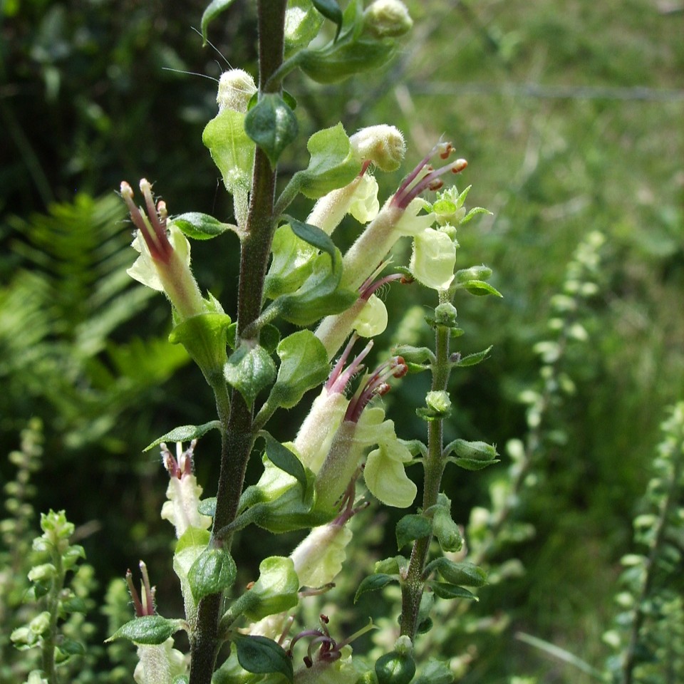 Teucrium Scorodonia - BIO