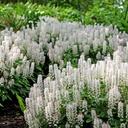 Tiarella Spring Symphony - BIO