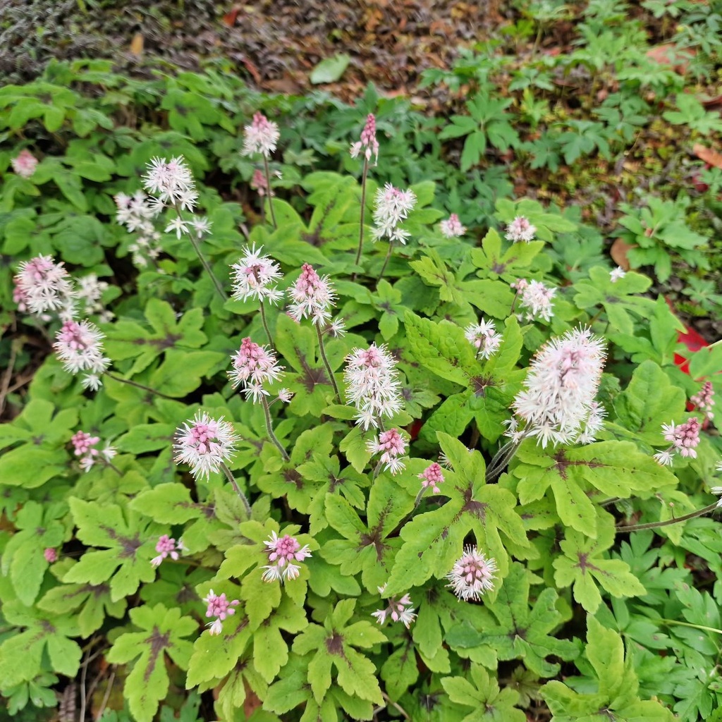 Tiarella Spring Symphony - BIO