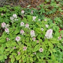 Tiarella Spring Symphony - BIO