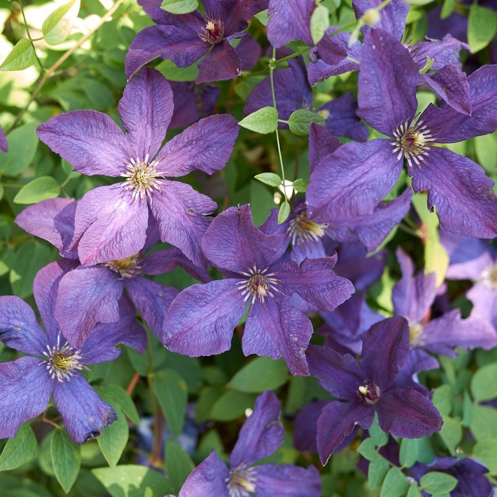 Clematis Viticella - BIO