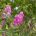 Lathyrus Sylvestris - BIO