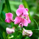 Lathyrus Sylvestris - BIO