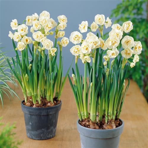 Narcis Bridal Crown op Pot - BIO