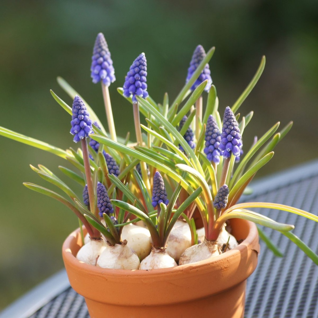 Blauwe Druifjes op Pot - BIO