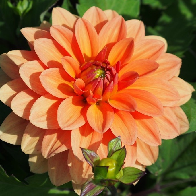 Dahlia Summer Flame - BIO