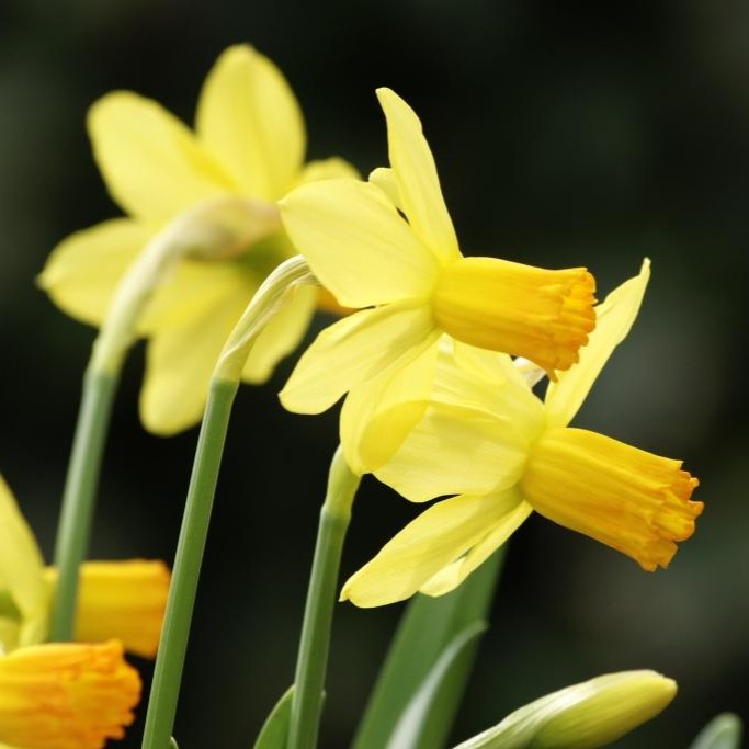 Narcis Jetfire - BIO