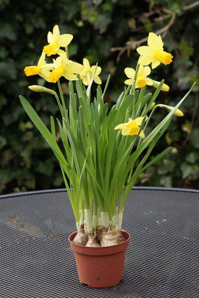 Narcis Jetfire - BIO