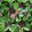 Oxalis Deppei Iron Cross - BIO 