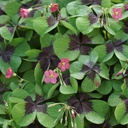 Oxalis Deppei Iron Cross - BIO 