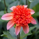 Dahlia Totally Tangerine - BIO