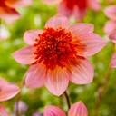 Dahlia Totally Tangerine - BIO