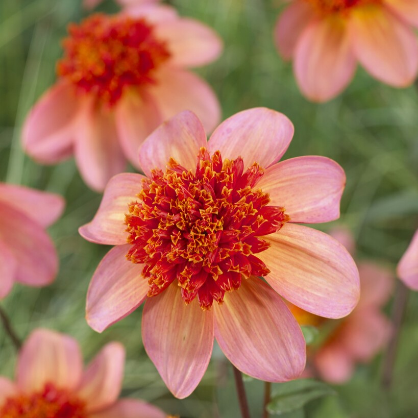 Dahlia Totally Tangerine - BIO