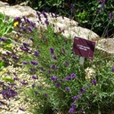 Lavandula Hidcote - BIO