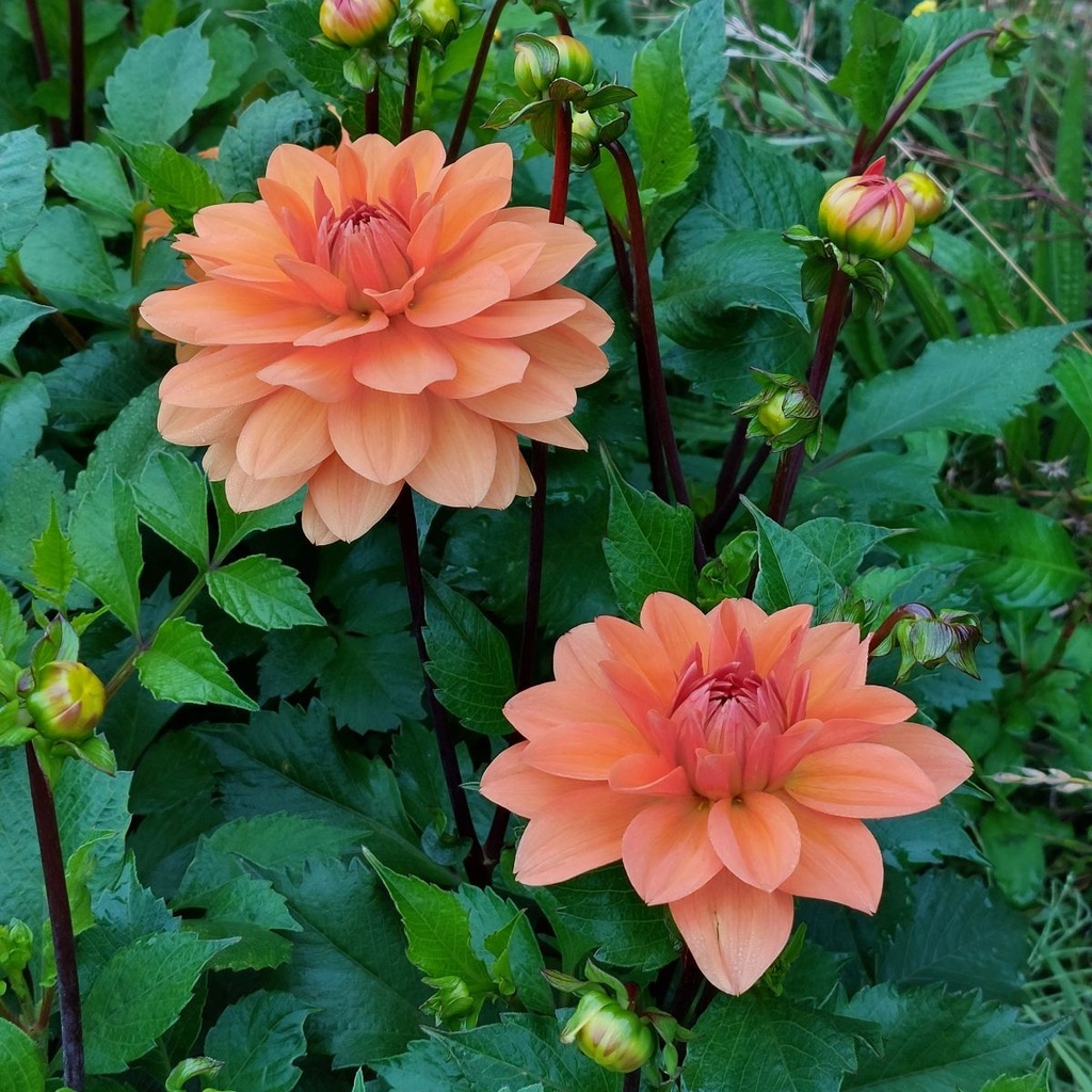 Dahlia Summer Flame - BIO