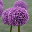 Allium Gladiator - BIO