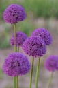 Allium Gladiator - BIO