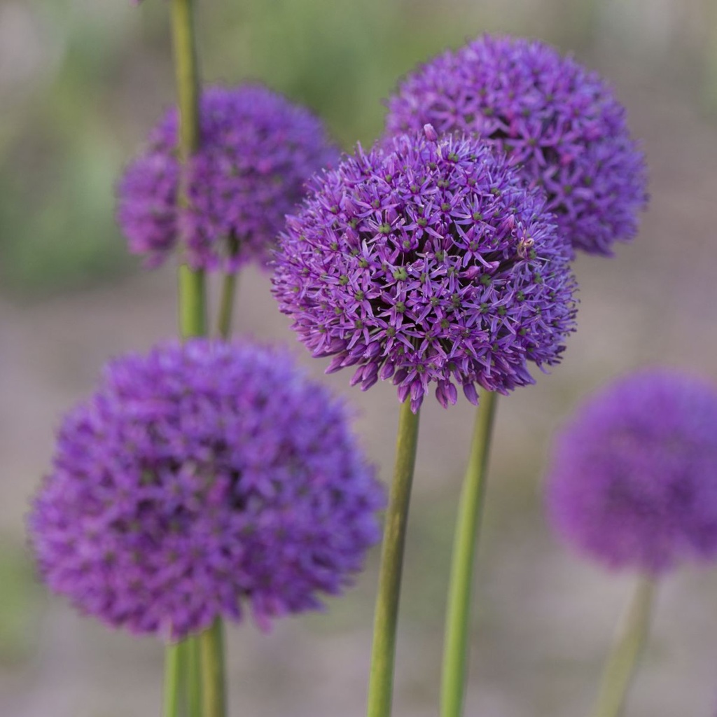 Allium Gladiator - BIO