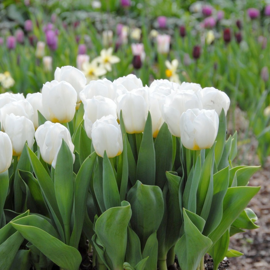 Tulipa Calgary - BIO