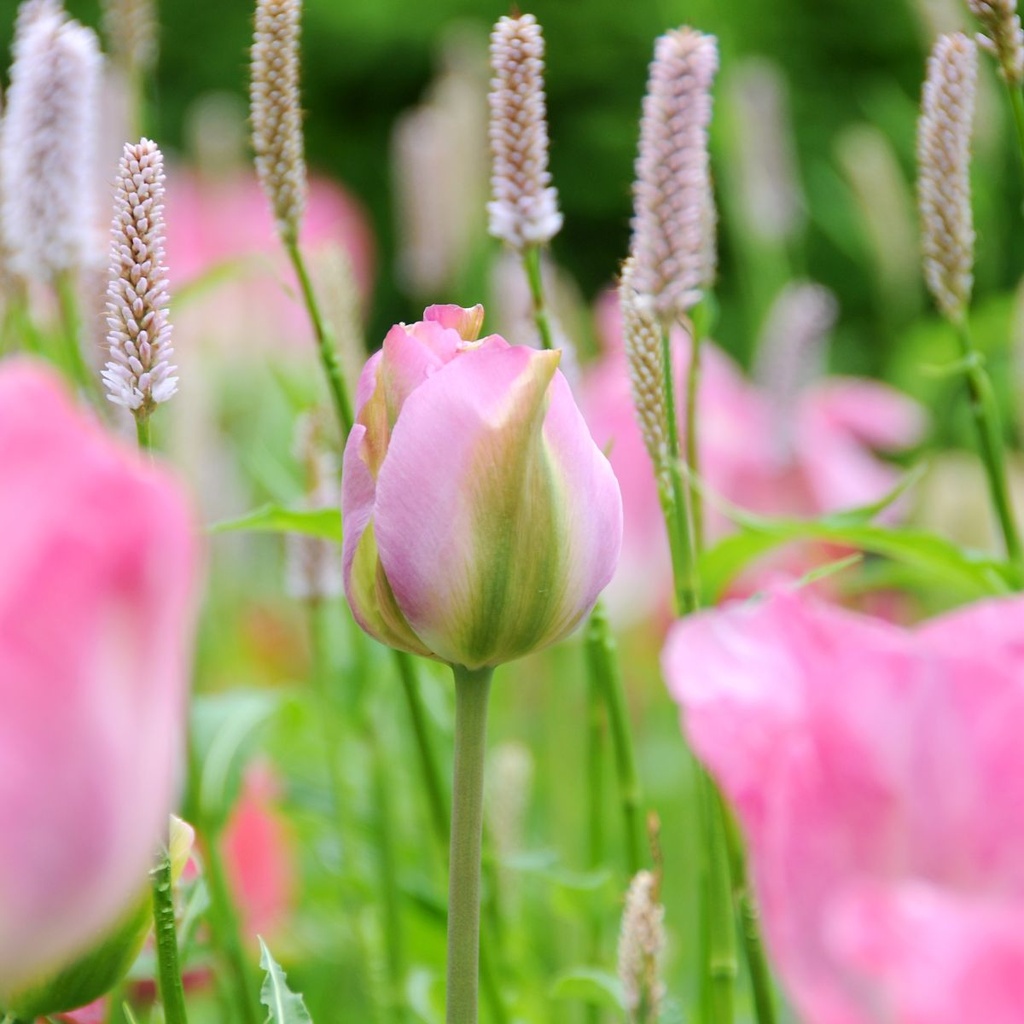 Tulipa Groenland - BIO