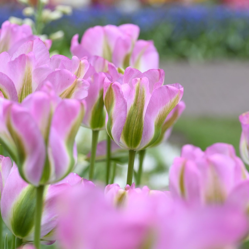 Tulipa Groenland - BIO