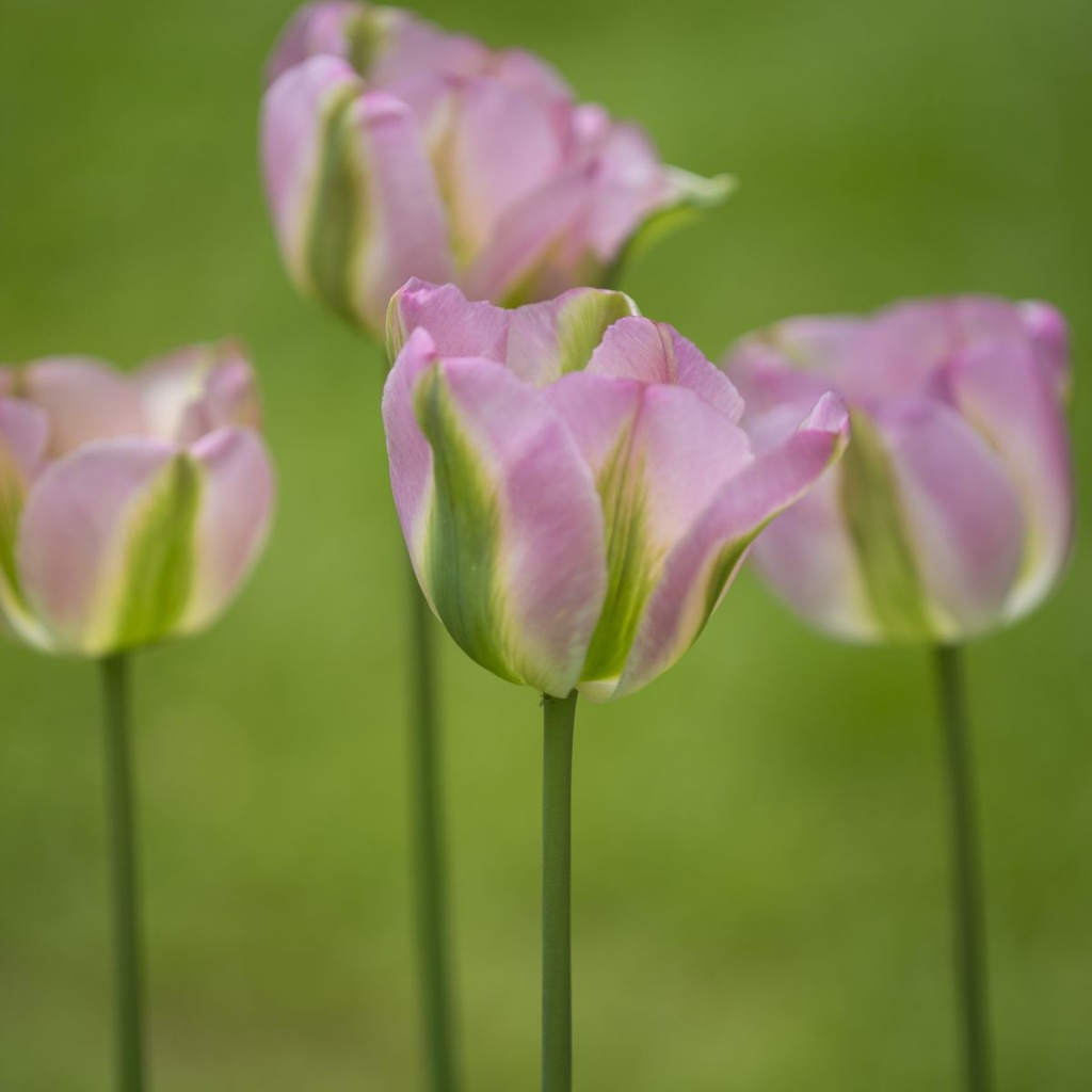 Tulipa Groenland - BIO