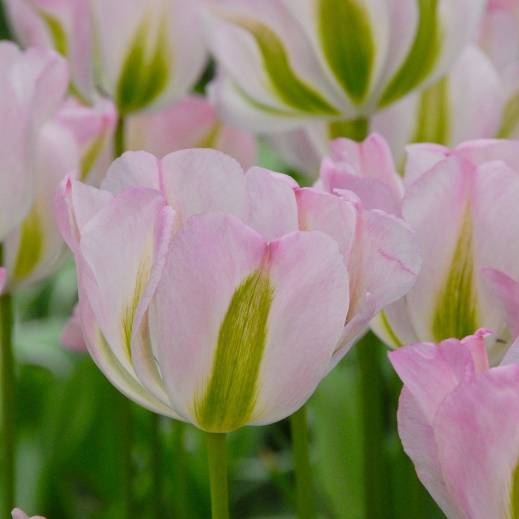 Tulipa Groenland - BIO