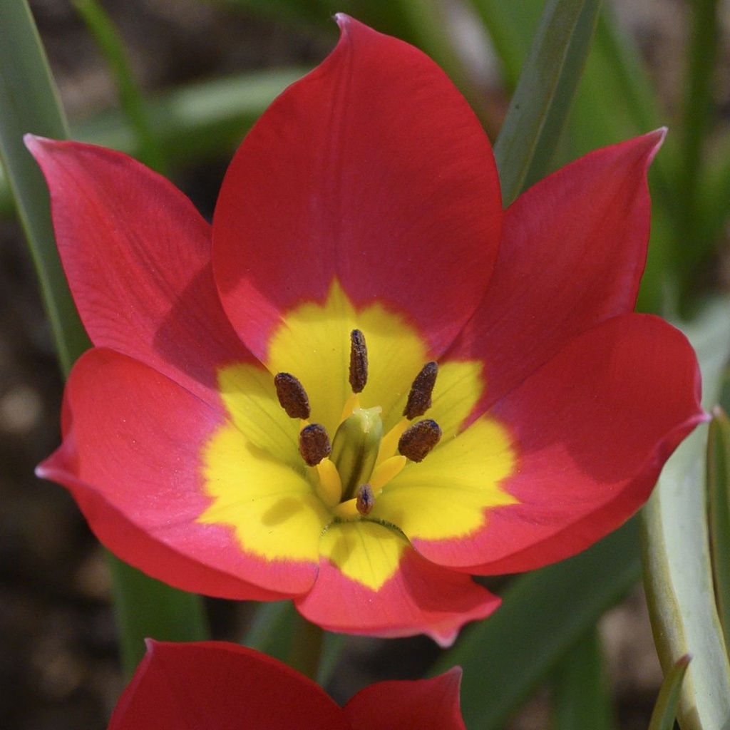 Tulipa humilis Red Beauty - BIO