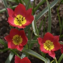 Tulipa humilis Red Beauty - BIO