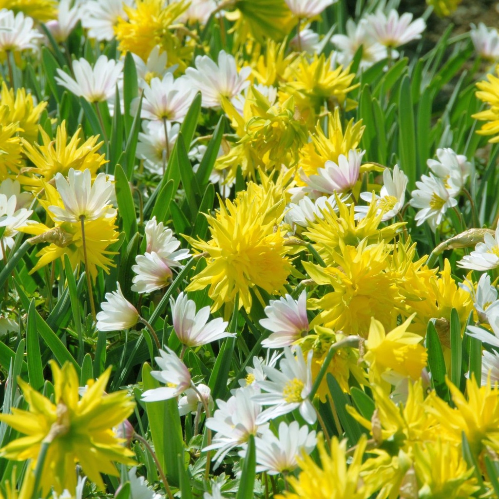 Narcis Rip van Winkle - BIO