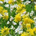 Narcis Rip van Winkle - BIO