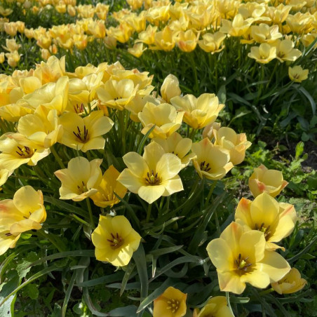 Tulipa Batalinii Yellow Jewel - BIO