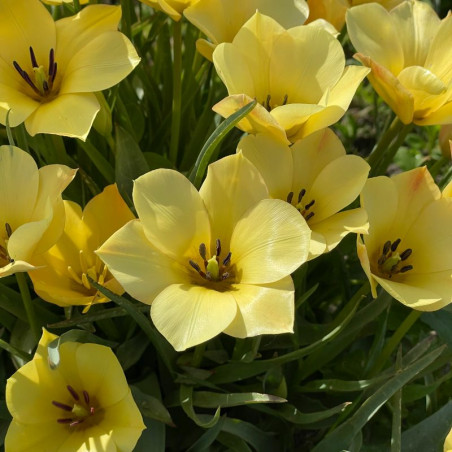 Tulipa Batalinii Yellow Jewel - BIO