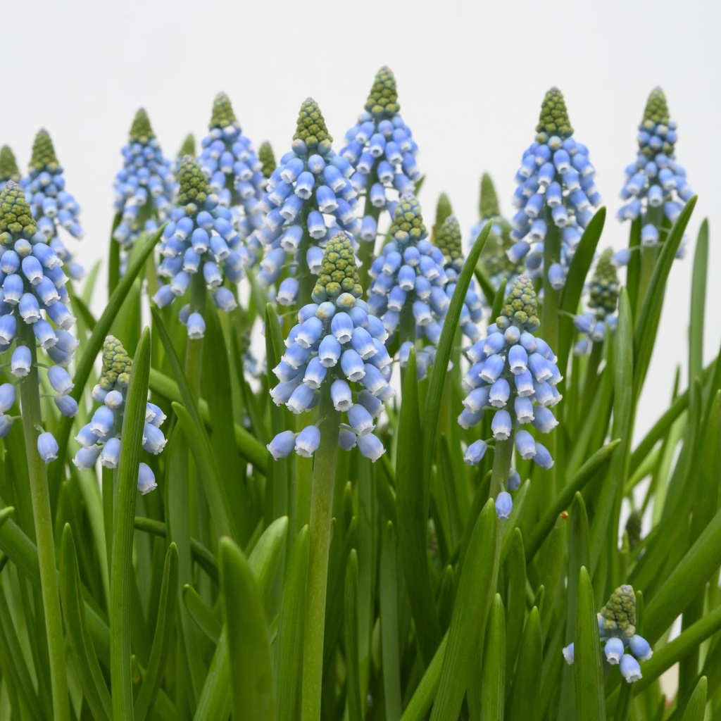 Muscari Early bird - BIO