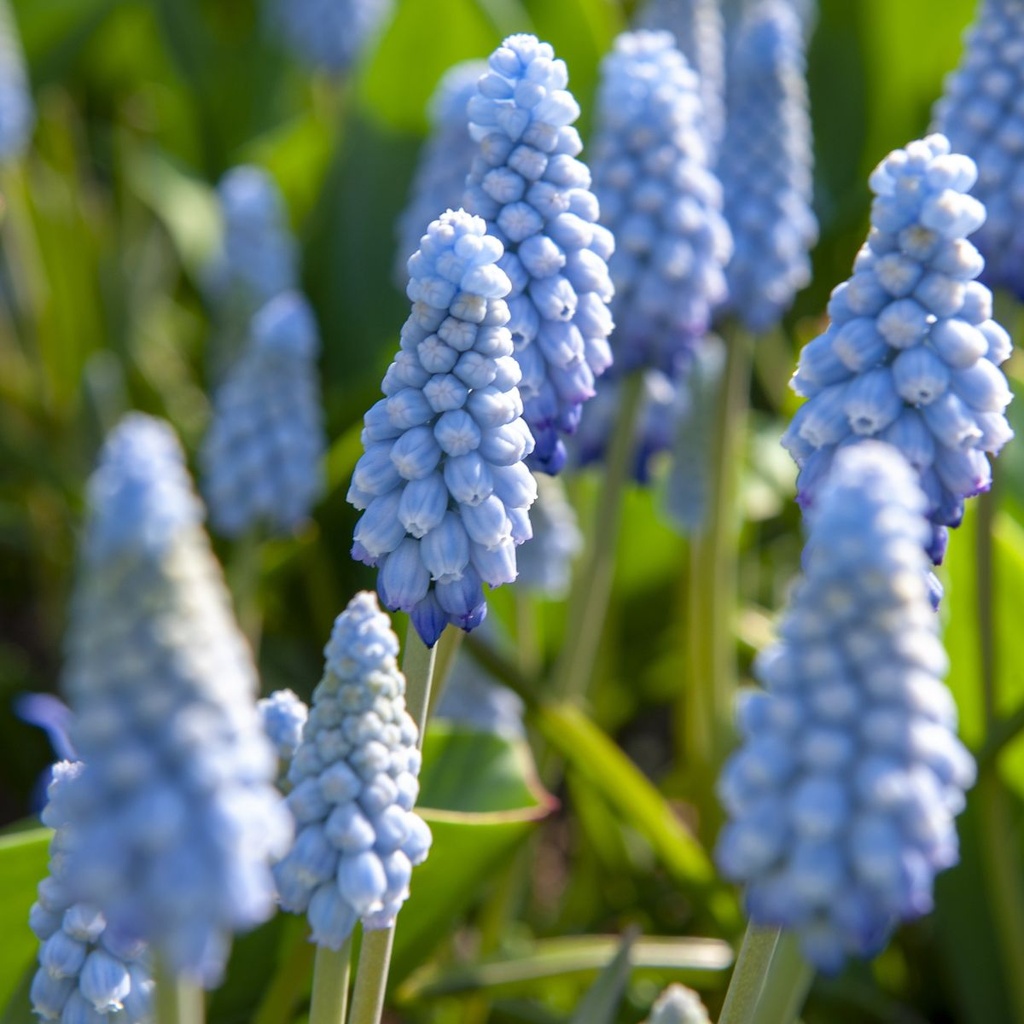 Muscari Early bird - BIO