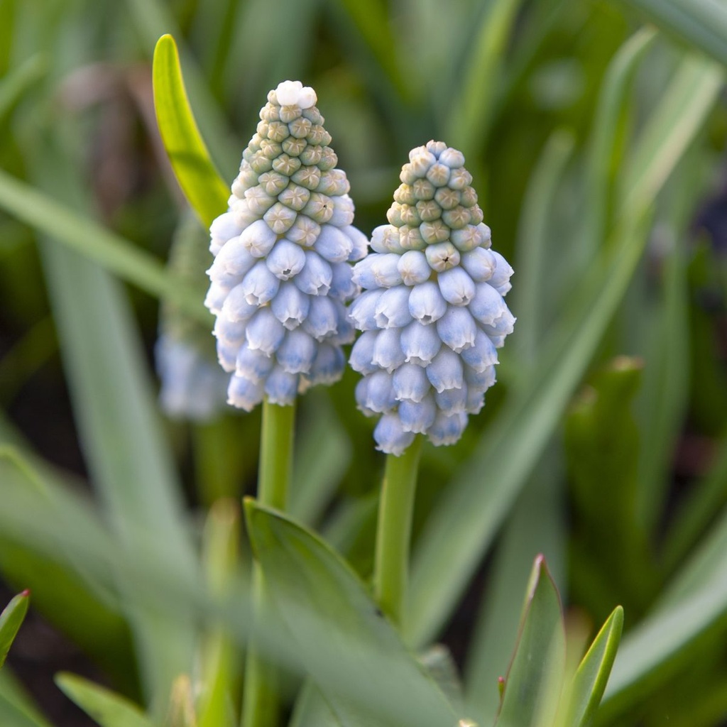 Muscari Early bird - BIO