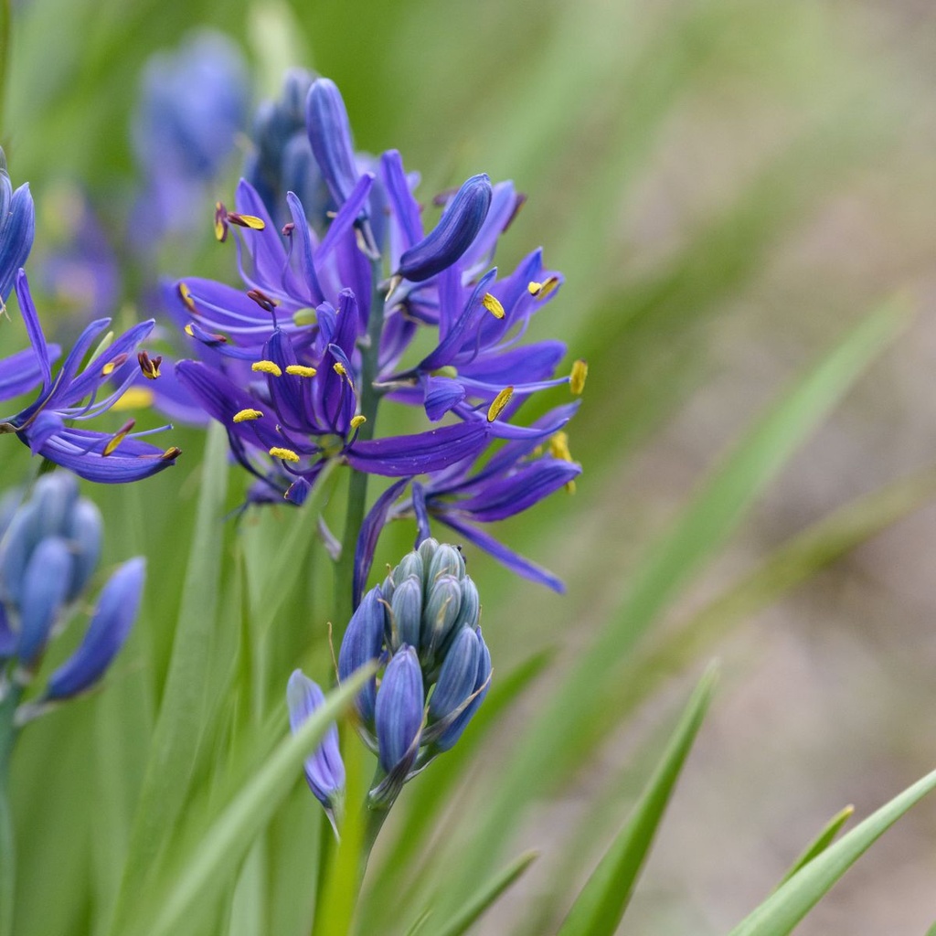 Camassia Quamash - BIO