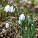 Sneeuwklokjes (Galanthus Polar Bear) - BIO