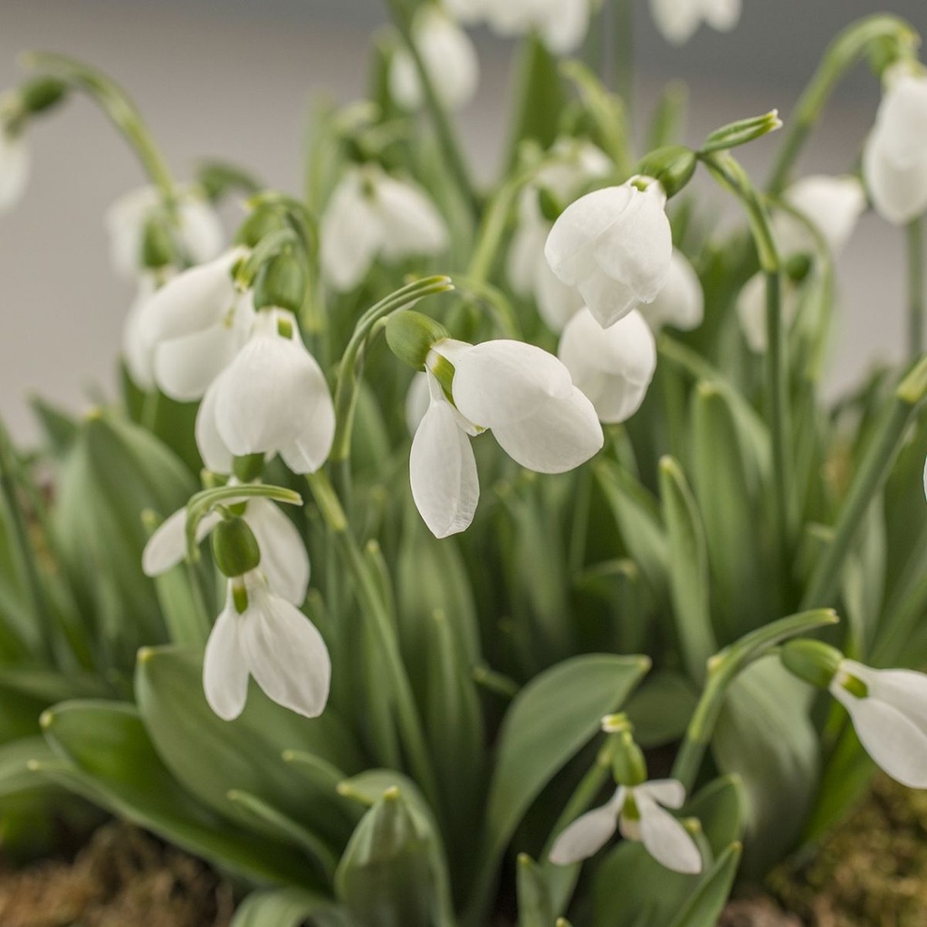 Sneeuwklokjes (Galanthus Polar Bear) - BIO