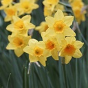 Narcis Garden Opera - BIO