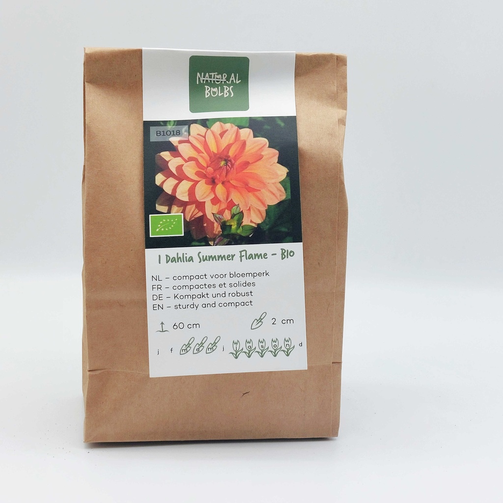 Dahlia Summer Flame - BIO