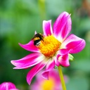 Dahlia Sweetheart- BIO met Artstone pot